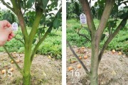 柑橘病蟲(chóng)害嚴(yán)重的原因有哪些_蚜蟲(chóng)對(duì)柑橘有什么危害 柑橘病蟲(chóng)害嚴(yán)重的原因有哪些_蚜蟲(chóng)對(duì)柑橘有什么危害