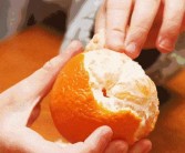 四川黃美人柑橘苗種植基地_資陽市哪個區有丑美人柑橘苗