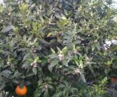 創新了柑橘病蟲害防治技術_苯醚甲環唑能治柑橘白癩病嗎