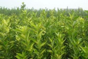 愛媛38號雜柑幾月份成熟_愛媛38號果凍橙種植條件 愛媛38號雜柑幾月份成熟_愛媛38號果凍橙種植條件