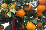 柑橘種植技術與利潤_不知道種植什么經濟效益最高 柑橘種植技術與利潤_不知道種植什么經濟效益最高