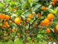 柑橘烏云歌詞打印版A4高清可打印歌詞本素材