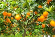 柑橘烏云歌詞打印版A4高清可打印歌詞本素材