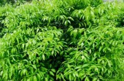 柑橘種植技術(shù)什么書好_川津五號柑橘樹苗哪里有賣 柑橘種植技術(shù)什么書好_川津五號柑橘樹苗哪里有賣