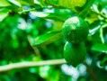 柑橘果樹嫁接管理技術視頻教學（柑橘的嫁接技術要領）