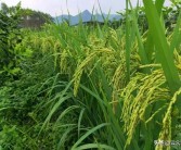 柑橘水稻種植技術_陜西省漢中市適合發展什么種植業