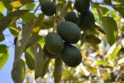柑子品種紅美人:探秘其獨特口感與核心種植優(yōu)勢 柑子品種紅美人:探秘其獨特口感與核心種植優(yōu)勢