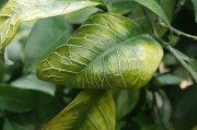 種植柑橘拍攝技術要點_橘子在手上怎么拍照