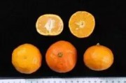 華美1號與2號柑橘比較_華美系列柑橘哪個好 華美1號與2號柑橘比較_華美系列柑橘哪個好