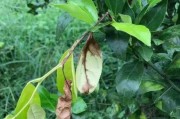 柑橘每月病蟲(chóng)害防治技術(shù)_柑橘油斑病如何防治