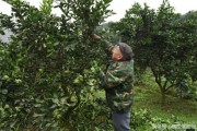 柑橘病蟲害防控指導(dǎo)要點_柑桔掛粘蟲板什么時候最佳 柑橘病蟲害防控指導(dǎo)要點_柑桔掛粘蟲板什么時候最佳
