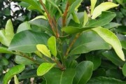 柑橘樹嫩梢常見病害(柑橘苗期病害) 柑橘樹嫩梢常見病害(柑橘苗期病害)
