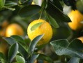 鮮甜多汁的沃柑3-4月份當(dāng)季水果，春日黃金賞味期營養(yǎng)滿分