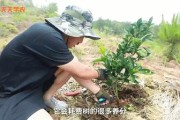 柑橘樹主桿型種植技術(shù)_皂角樹的種植前景究竟如何