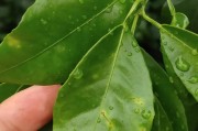 柑橘象甲種植技術_聯苯菊酯都殺什么蟲