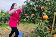 太原柑橘種植技術(shù)視頻_一畝地最低收入20000元 太原柑橘種植技術(shù)視頻_一畝地最低收入20000元