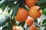 柑橘種植技術(shù)品牌_innamorata是什么牌子 柑橘種植技術(shù)品牌_innamorata是什么牌子