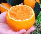 愛媛38號果凍橙樹苗價格_是如何種出來的