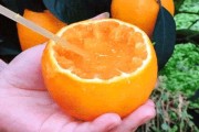 愛媛38號果凍橙樹苗價(jià)格_是如何種出來的