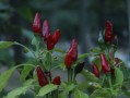 紅美人柑橘樹苗幾年結果（紅美人柑橘壽命多少年）