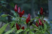 紅美人柑橘樹苗幾年結(jié)果（紅美人柑橘壽命多少年）
