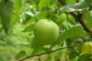 沃柑施哪種肥料好（沃柑樹施什么肥長(zhǎng)式比較快）