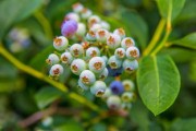 3月份柑橘修剪技術(shù)（3月份柑橘修剪技術(shù)有哪些）