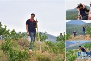 柑橘苗開荒種植技術_荒蕪多年的農田可以流轉過來種臍橙嗎