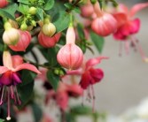 晴姬雜柑缺點深度剖析：果農(nóng)必知的5大種植隱患與應(yīng)對方案