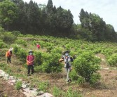 安岳縣柑橘病蟲害有哪些_在農村做養殖行業有沒有出路