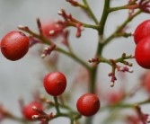 柑果核果漿果瓠果屬什么植物？植物學分類解析