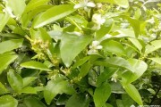 柑橘種植技術(shù)保花保果_柑橘幼果轉(zhuǎn)綠慢怎么辦