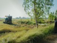 四川平泉荷橋村柑橘基地喜迎豐收，打造鄉村振興特色產業示范區