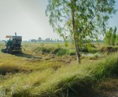 四川平泉荷橋村柑橘基地喜迎豐收，打造鄉村振興特色產業示范區