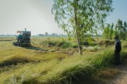 四川平泉荷橋村柑橘基地喜迎豐收，打造鄉(xiāng)村振興特色產(chǎn)業(yè)示范區(qū)