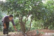 小青柑橘種植技術(shù)_你是什么時候開始抗衰老的