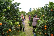 臍橙柑橘種植技術與管理_橙子樹夏季怎么養護