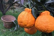 柑橘種植技術大全圖解_柑橘種植怎樣才能達到高產量