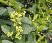 柑橘三月份種植管理技術_沃柑?；ū９罴褧r間