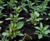 四川柑橘樹苗種植基地有哪些（四川柑橘種植產(chǎn)區(qū)）