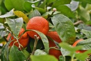 菌酶鉀銨可以治療柑橘黃化嗎？作用機制與田間效果深度解析