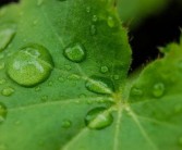 丑柑病蟲害管理（丑柑種植技術）