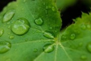 丑柑病蟲害管理（丑柑種植技術）