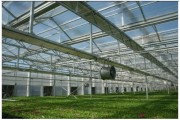 柑橘枝條怎么脫毒視頻教學_健康養豬要具備哪些條件呢