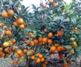 種植柑橘的技術與管理_柑橘如何調節碳氮比