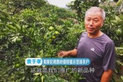 大分4號(hào)柑橘品種_哪里賣大分一號(hào)特早熟柑桔苗 大分4號(hào)柑橘品種_哪里賣大分一號(hào)特早熟柑桔苗