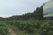 柑橘 檸檬種植技術員工資_有什么靠譜的副業可以做嗎