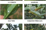 中熟柑橘的病蟲害的時間_柑橘樹幼苗春季應預防那些病蟲害