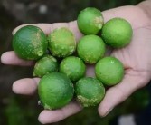 柑橘種植技術和銷路_可以利用自身資源發展什么好的創業項目
