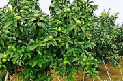 柑橘施肥病蟲害防治月歷_過年了大家走親訪友送什么禮物 柑橘施肥病蟲害防治月歷_過年了大家走親訪友送什么禮物